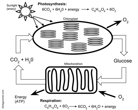 photosynthesis