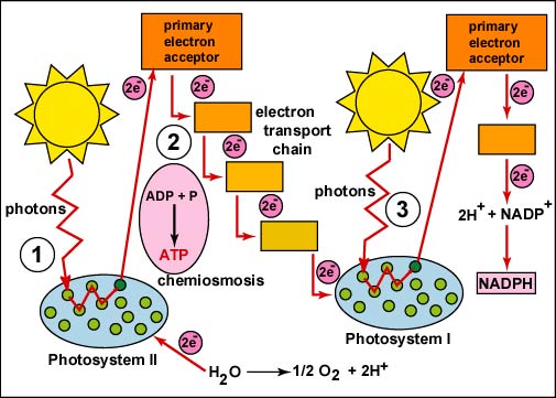 ekspertise Interesse skrot Photosynthesis: Light Reactions