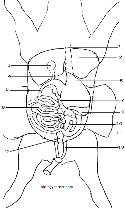 Pig Anatomy Chart