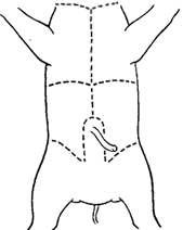 Fetal Pig Length Age Chart