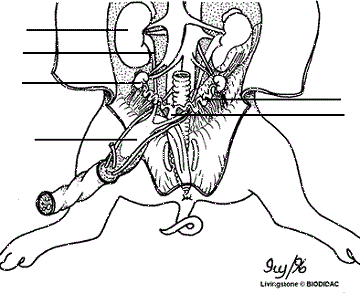 Pig Dissection