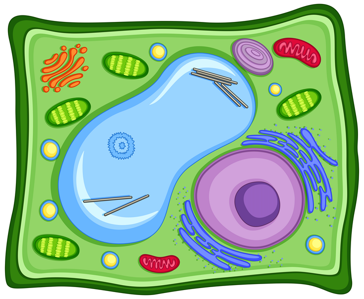 plant cell