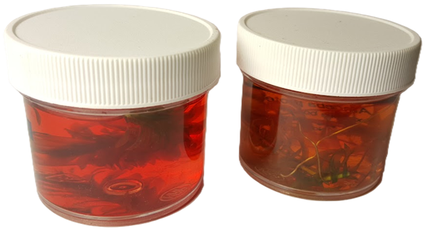 plants in phenol red