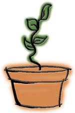 plant