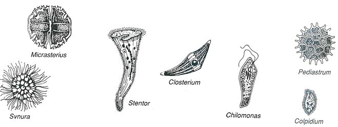 Microscopic Pond Life Identification Chart