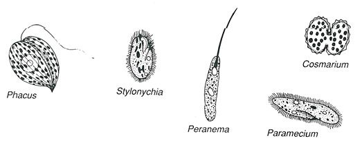 Microscopic Pond Life Identification Chart