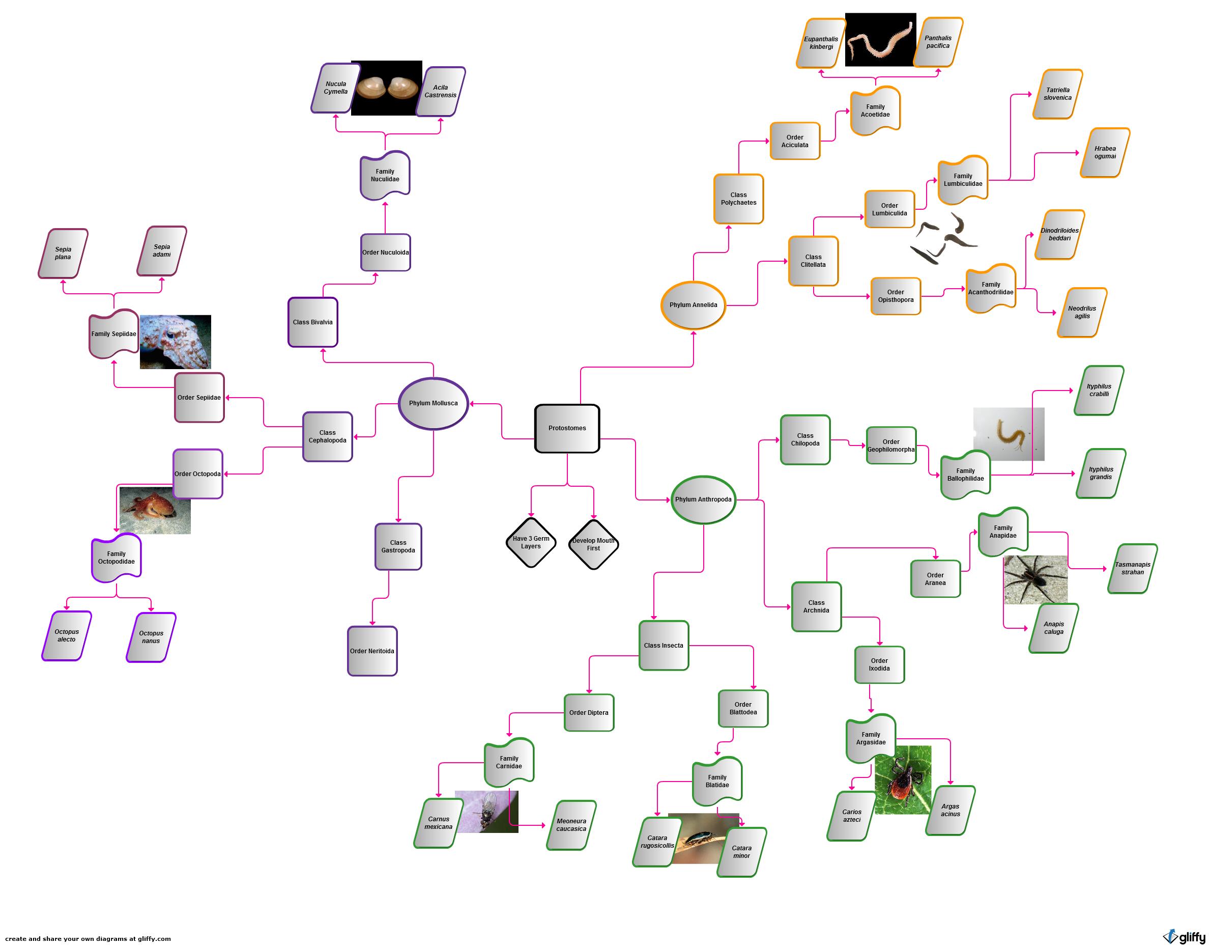 Sample Concept Map: Organisms of the Animal Kingdom