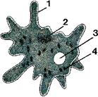 pseudopod