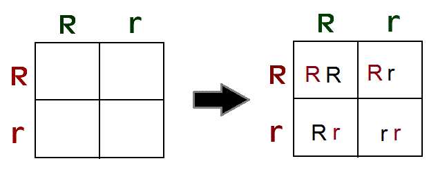 How To Solve Punnett Squares