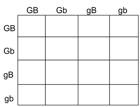 Eye Color Punnett Chart