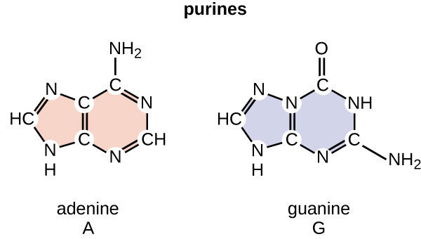 purine