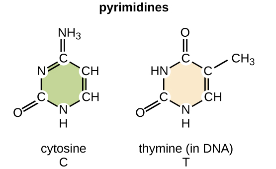 pyrimidine