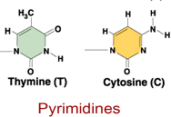 pyrimidines