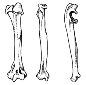forelimbs