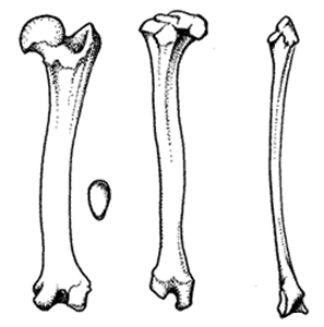 hindlimbs