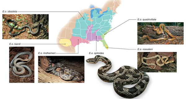 Ch 18 The Process of Evolution