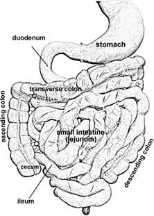 the membrane holds the coils of the small intestine together