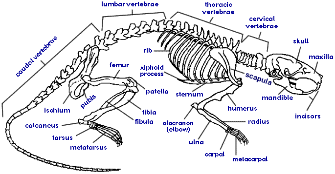 rat skeleton
