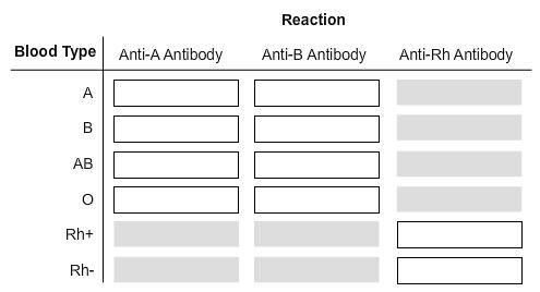 Blood Types And Antibodies Chart