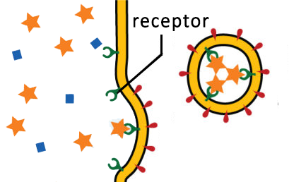 receptor mediated