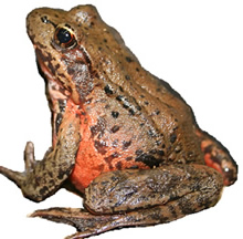 red-legged frog