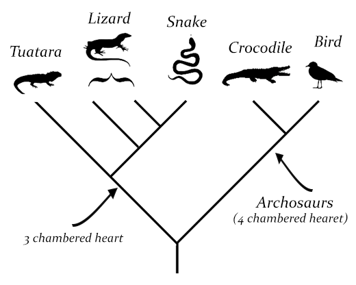 What is a cladogram?