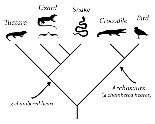 Bird Characteristics Chart