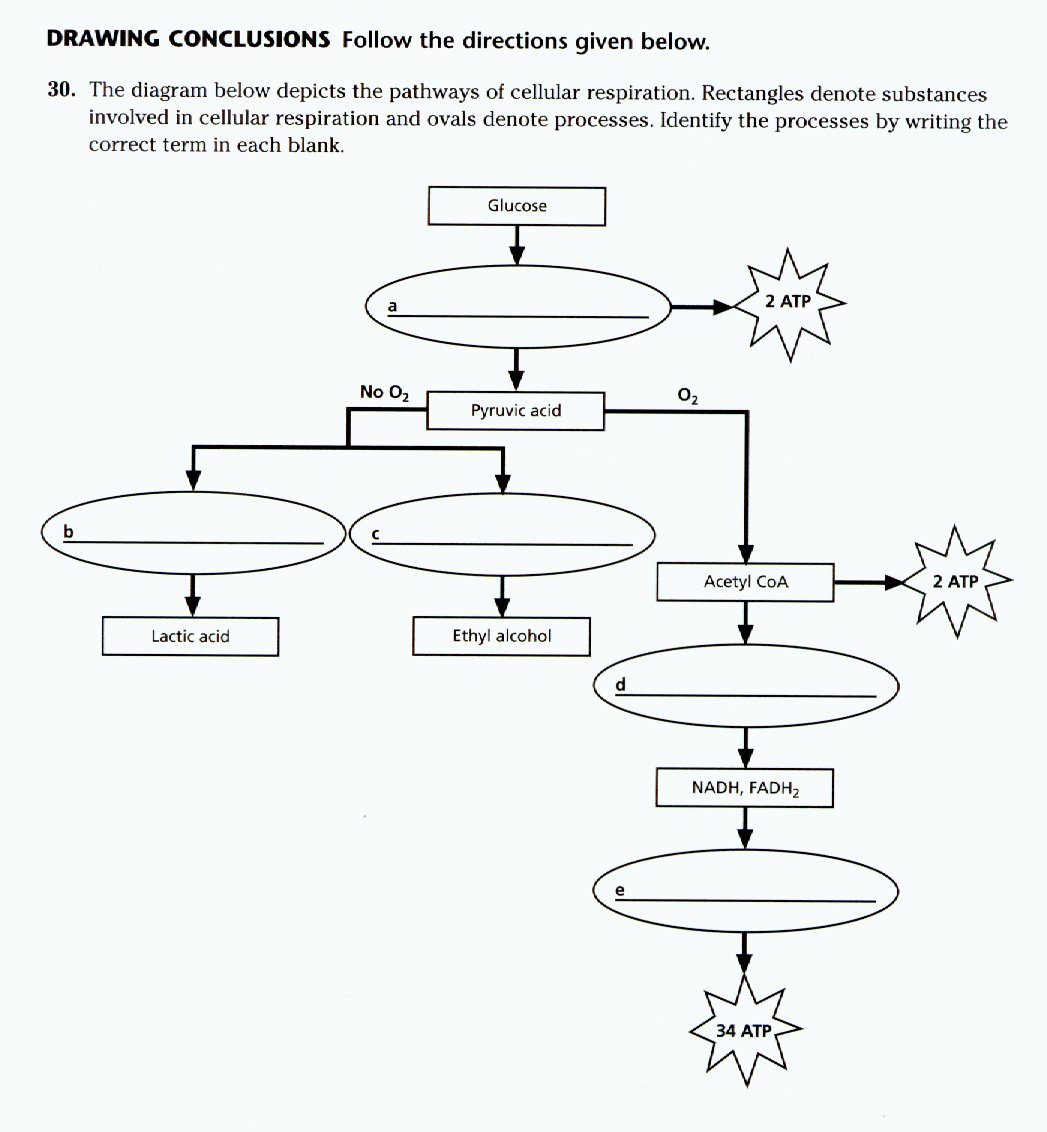 Cellular Respiration Review Sheet Inside Cellular Respiration Review Worksheet