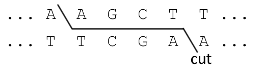 restriction enzyme