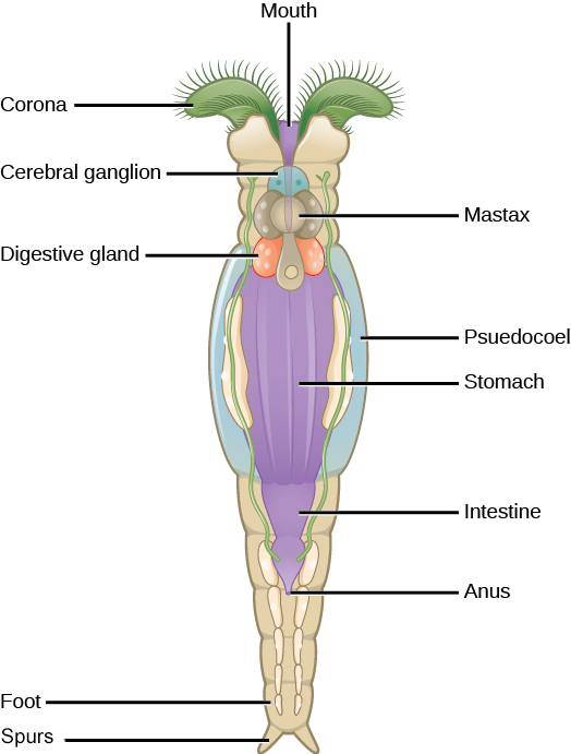 rotifer labeled