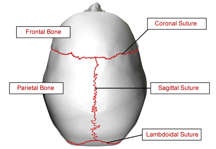 sagittal view