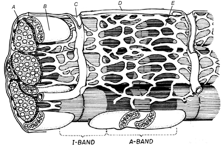 sarcomere