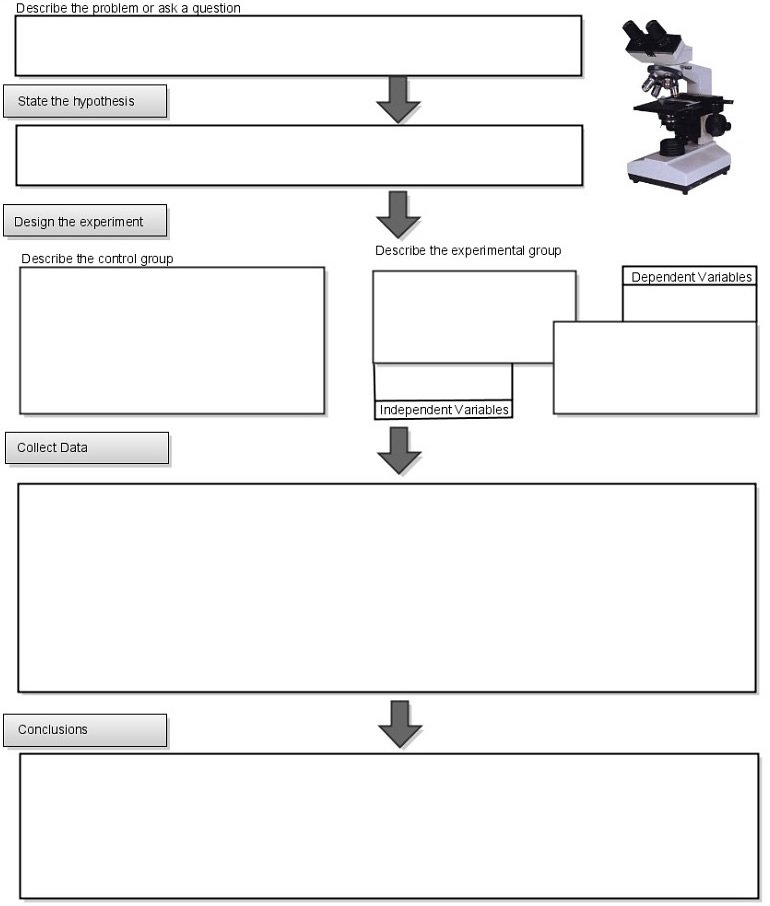 Scientific Method Flow Chart Worksheet