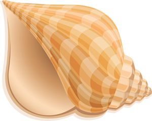 seashell