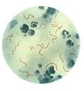 bacteria