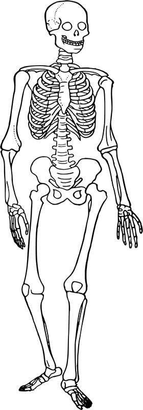 Comparing Vertebrate Skeletons radius fibula diagram 