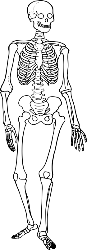 human skeleton