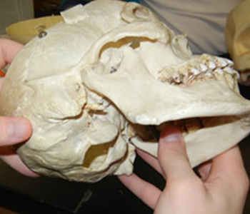 skull