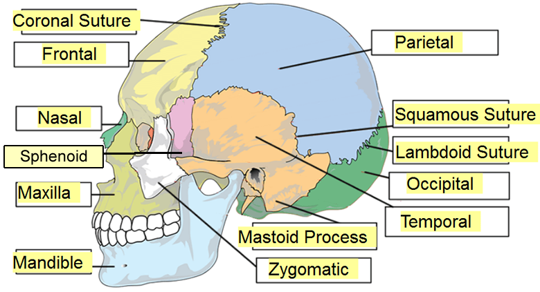 Skull Anatomy - Cranial Bone and Suture Labeled Diagram, Names, Mnemonic — EZmed