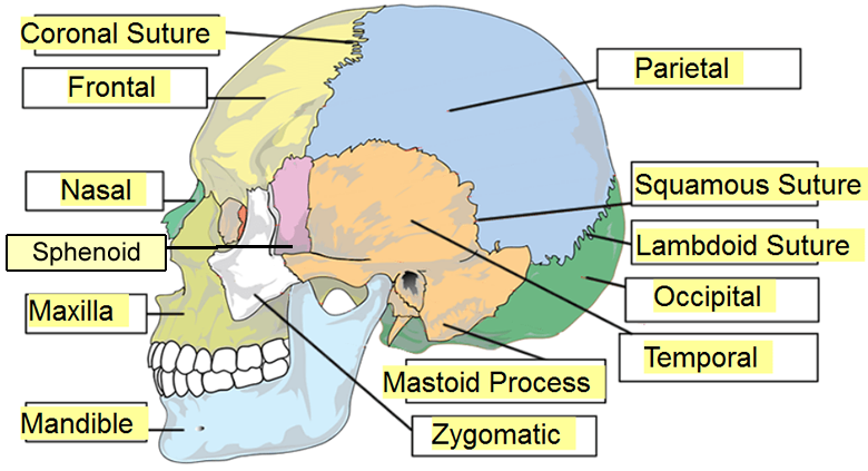 skull side view