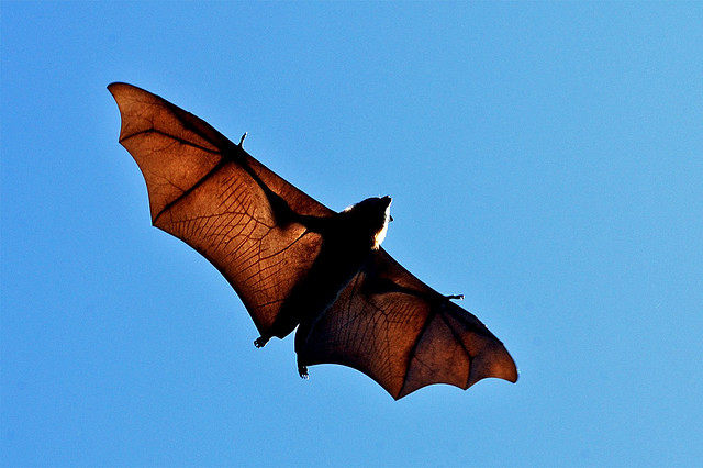 bat