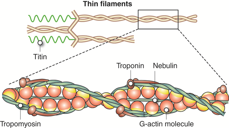 sliding filament
