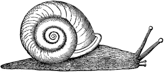 snail