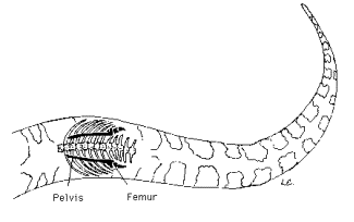 Evolution Review Guide
