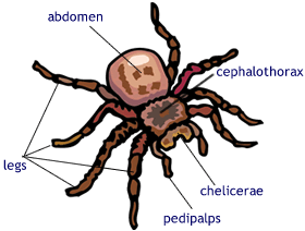 spider arachnids arthropods arachnida spiders class labeled chelicerata cephalothorax subphylum thorax external biology features arthropod ticks animals notes head abdomen