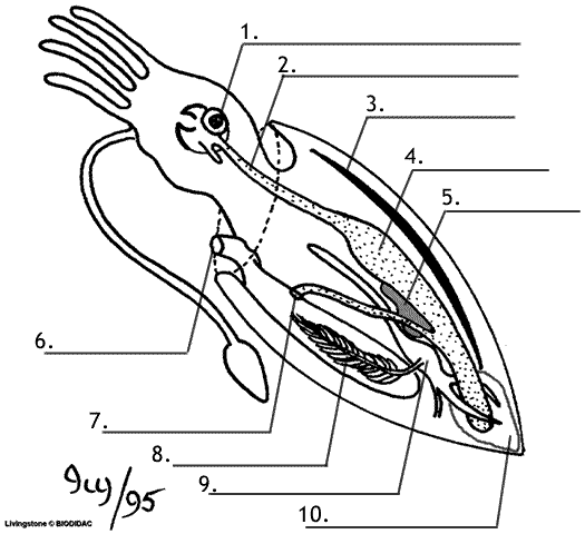 squid anatomy