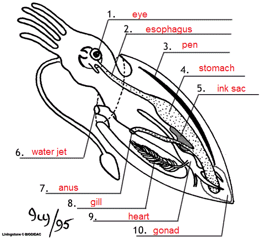 squid anatomy