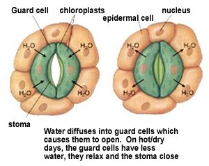 stomata plants stoma opening closing alternative guard exchange cells gas leaf transpiration co2 function gases water biologycorner photosynthesis pathways notes