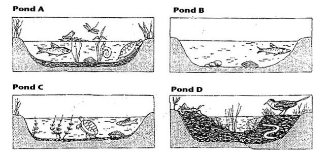 the process of ecological succession