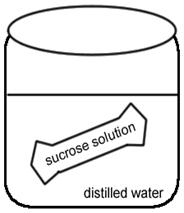 sucrose in water